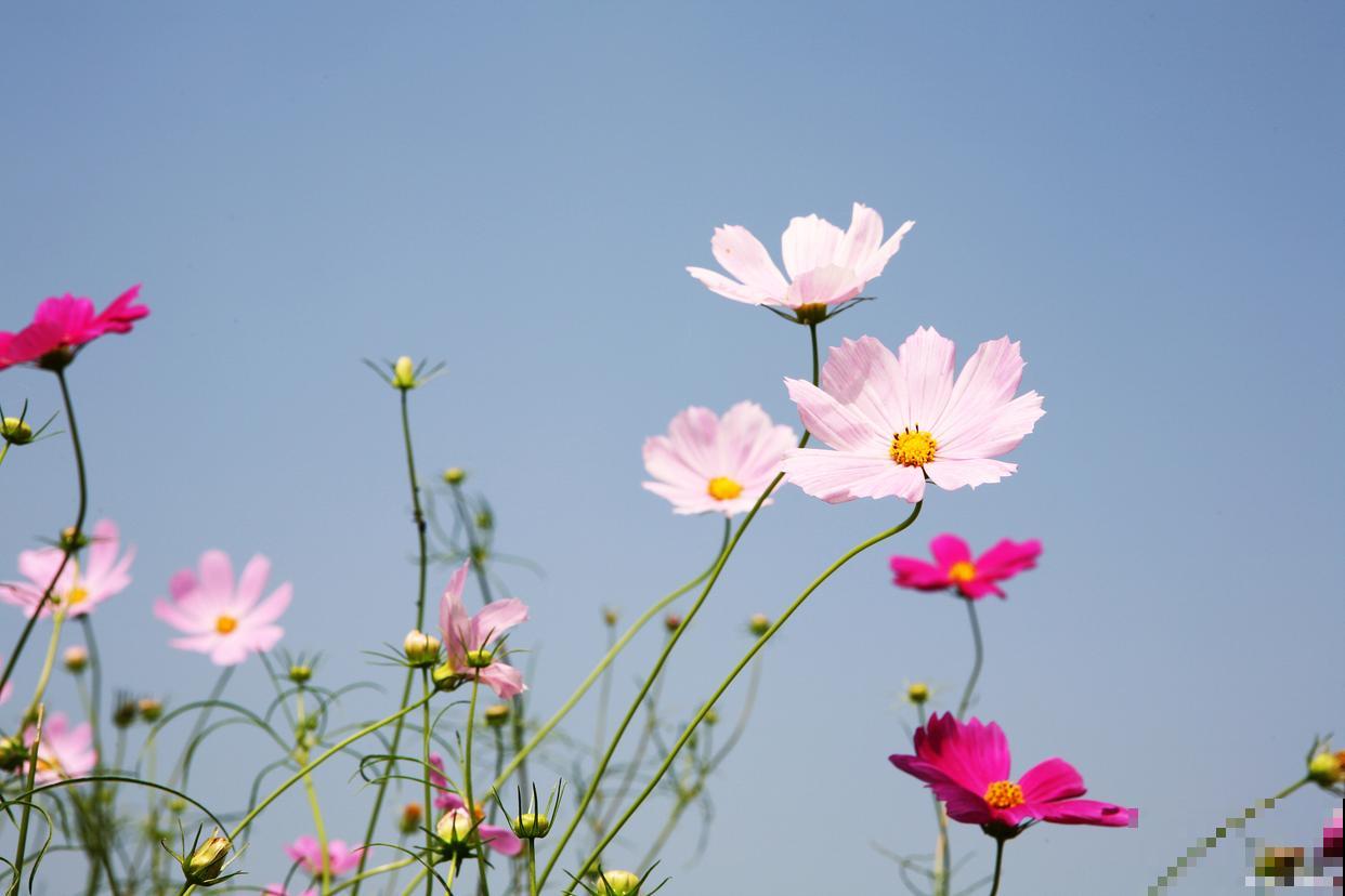 波斯菊要怎么种? 波斯菊要怎么种?
