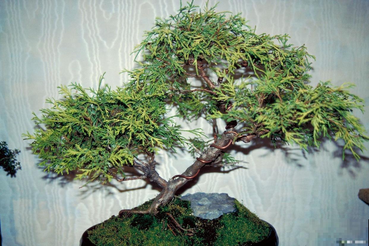 水杨梅盆景怎么养