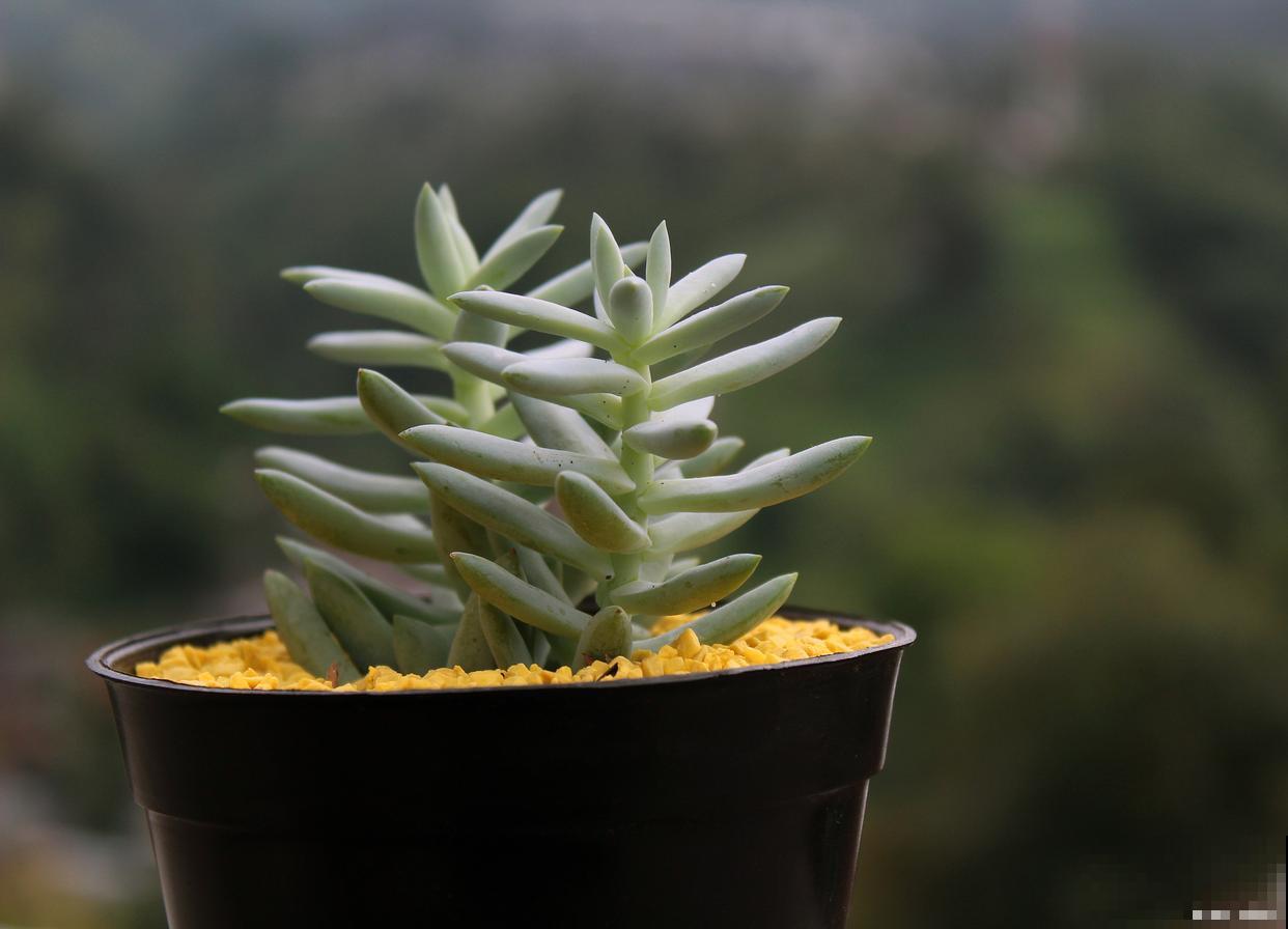 多肉鹿角怎么养？