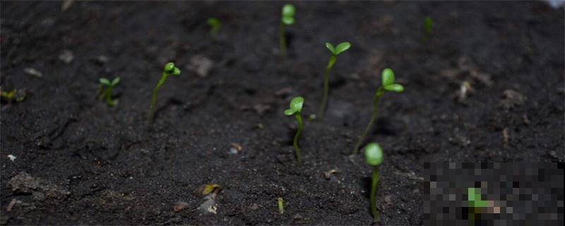 满天星的种子如何发芽？促进满天星萌发的方法研究