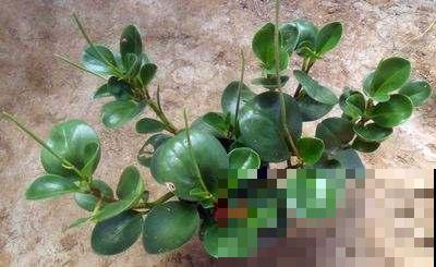 豆瓣绿品种大图！豆瓣绿高清大图片！