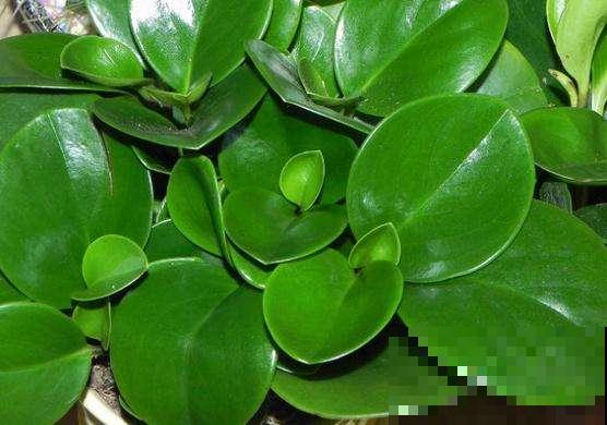 豆瓣绿品种大图！豆瓣绿高清大图片！