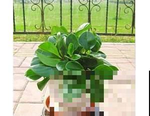 如何修剪豆瓣绿！这样修剪豆瓣绿真好看！