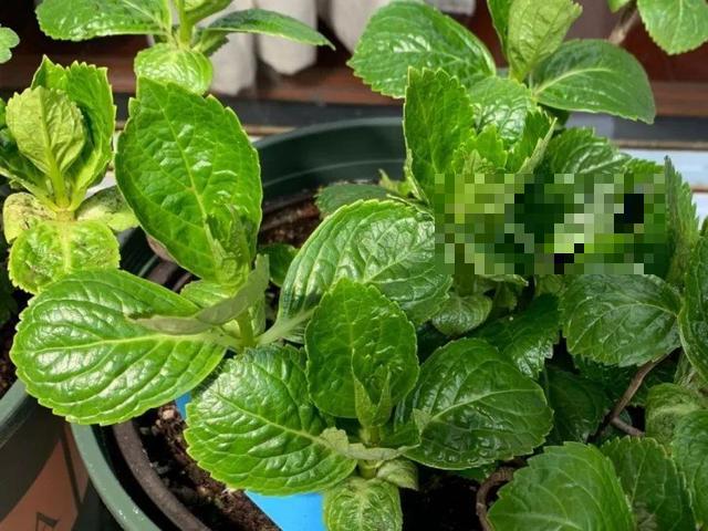 这花吃了鱼肥肠，叶子绿的滴油，3年不用换盆！