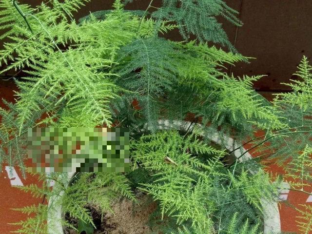 这花吃了鱼肥肠，叶子绿的滴油，3年不用换盆！