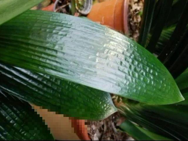 这花吃了鱼肥肠，叶子绿的滴油，3年不用换盆！