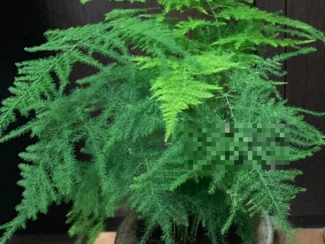 这花吃了鱼肥肠，叶子绿的滴油，3年不用换盆！