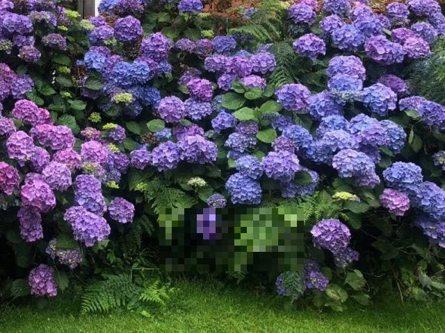 这花吃了鱼肥肠，叶子绿的滴油，3年不用换盆！