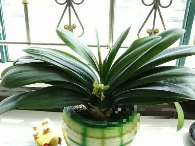 这花吃了鱼肥肠，叶子绿的滴油，3年不用换盆！