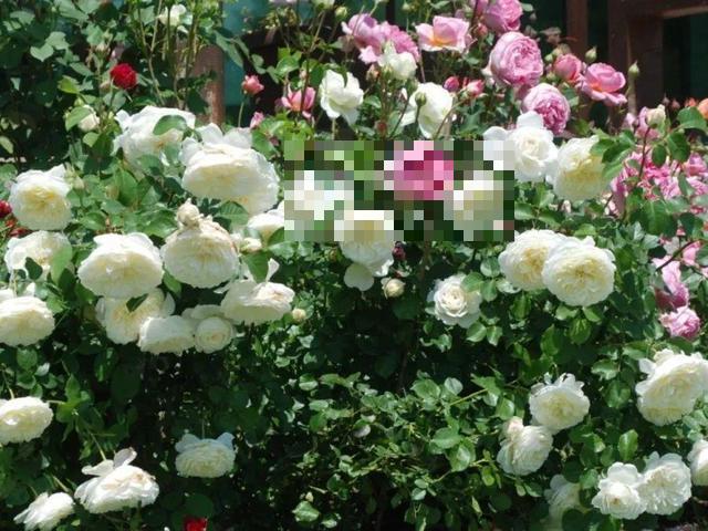 这花吃了鱼肥肠，叶子绿的滴油，3年不用换盆！