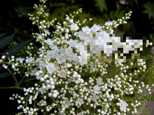 花骨朵像捧小珍珠，绽放美到刺眼，难怪叫这名！