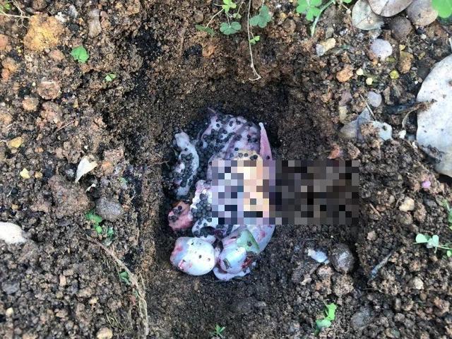 这花吃了鱼肥肠，叶子绿的滴油，3年不用换盆！