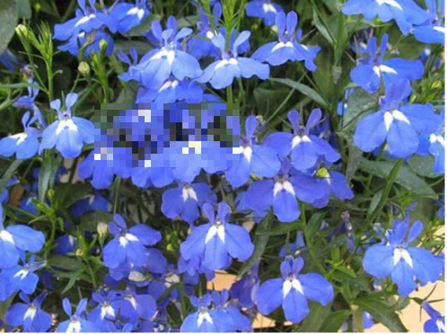 适合养在阳台上的5种花，驱蚊清香，叶子可以泡水喝！