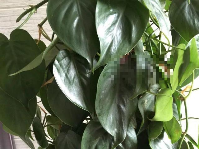 这花吃了鱼肥肠，叶子绿的滴油，3年不用换盆！