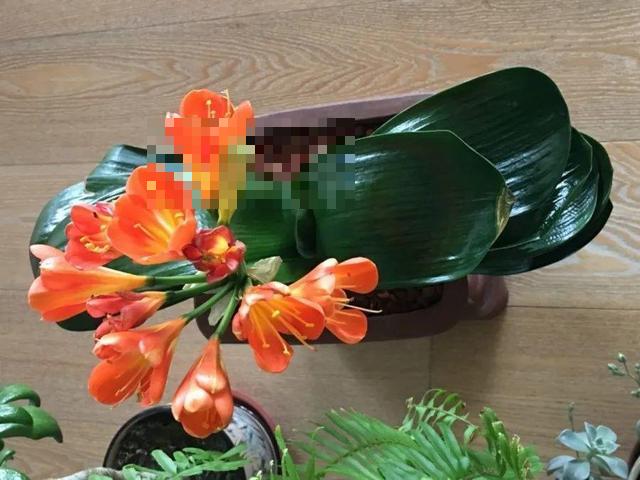 这花吃了鱼肥肠，叶子绿的滴油，3年不用换盆！