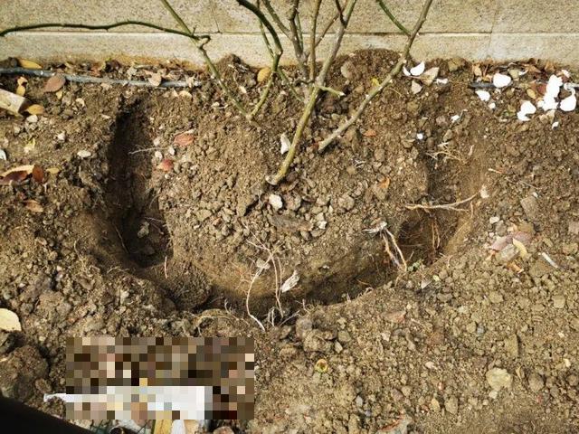 这花吃了鱼肥肠，叶子绿的滴油，3年不用换盆！