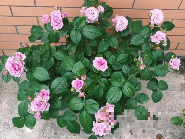 这花吃了鱼肥肠，叶子绿的滴油，3年不用换盆！