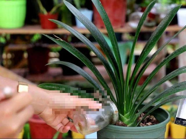 这花吃了鱼肥肠，叶子绿的滴油，3年不用换盆！