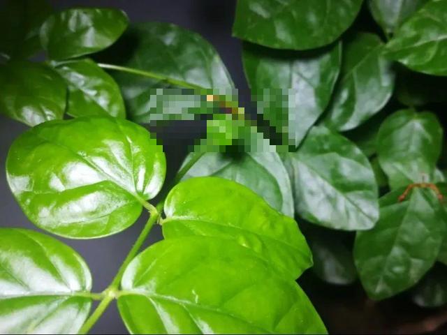 这花吃了鱼肥肠，叶子绿的滴油，3年不用换盆！