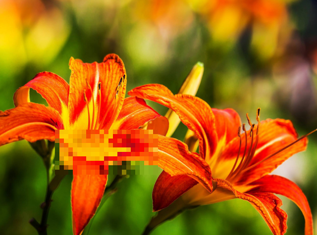路边看到这种“黄花菜”千万不要吃，否则分分钟中毒！