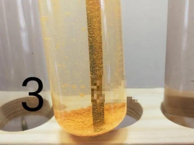 这花吃了鱼肥肠，叶子绿的滴油，3年不用换盆！