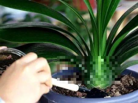 这花吃了鱼肥肠，叶子绿的滴油，3年不用换盆！