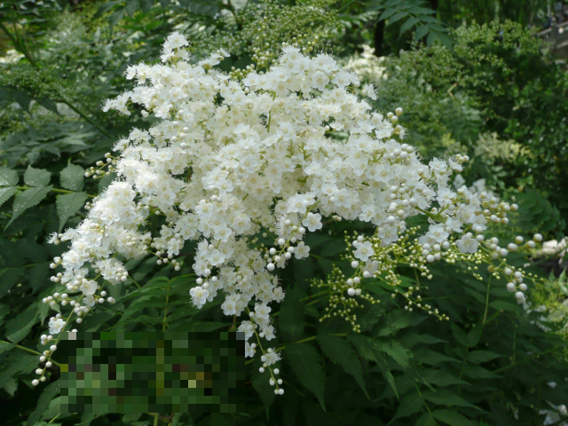 花骨朵像捧小珍珠，绽放美到刺眼，难怪叫这名！