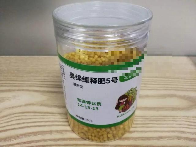 这花吃了鱼肥肠，叶子绿的滴油，3年不用换盆！