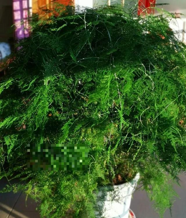 这花吃了鱼肥肠，叶子绿的滴油，3年不用换盆！