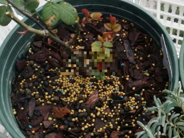 这花吃了鱼肥肠，叶子绿的滴油，3年不用换盆！