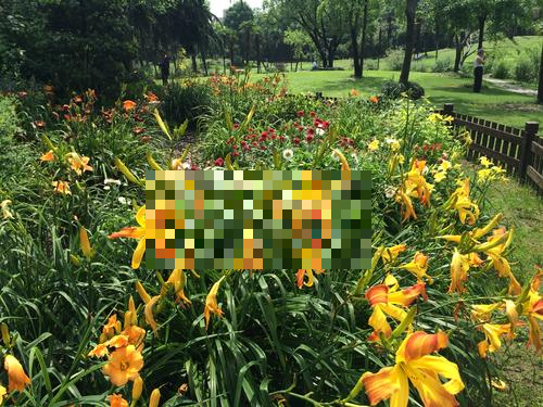 路边看到这种“黄花菜”千万不要吃，否则分分钟中毒！