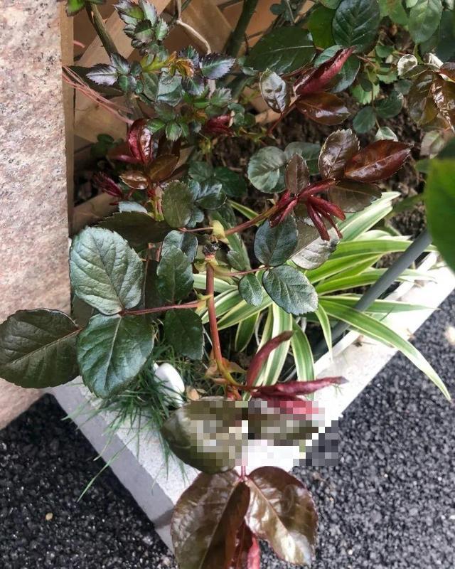 这花吃了鱼肥肠，叶子绿的滴油，3年不用换盆！